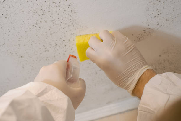 Best Mold Odor Removal Services  in Waltham, MA