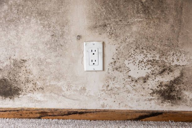 Mold Remediation for Rental Properties in Waltham, MA