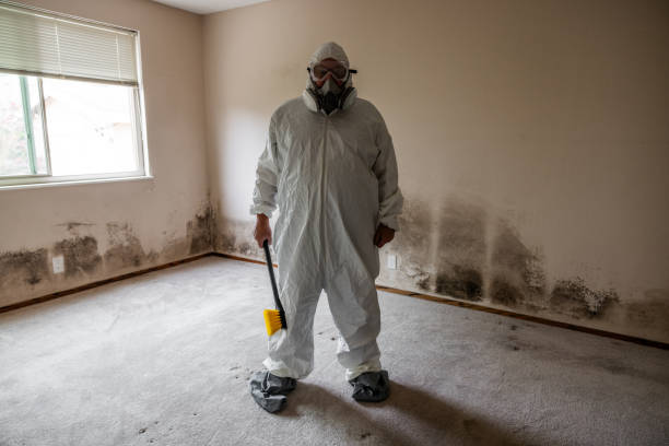 Trusted Waltham, MA Mold Removal Experts