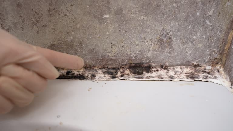 Best Industrial Mold Remediation  in Waltham, MA