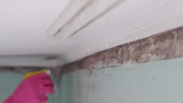 Best Mold Remediation for Healthcare Facilities  in Waltham, MA